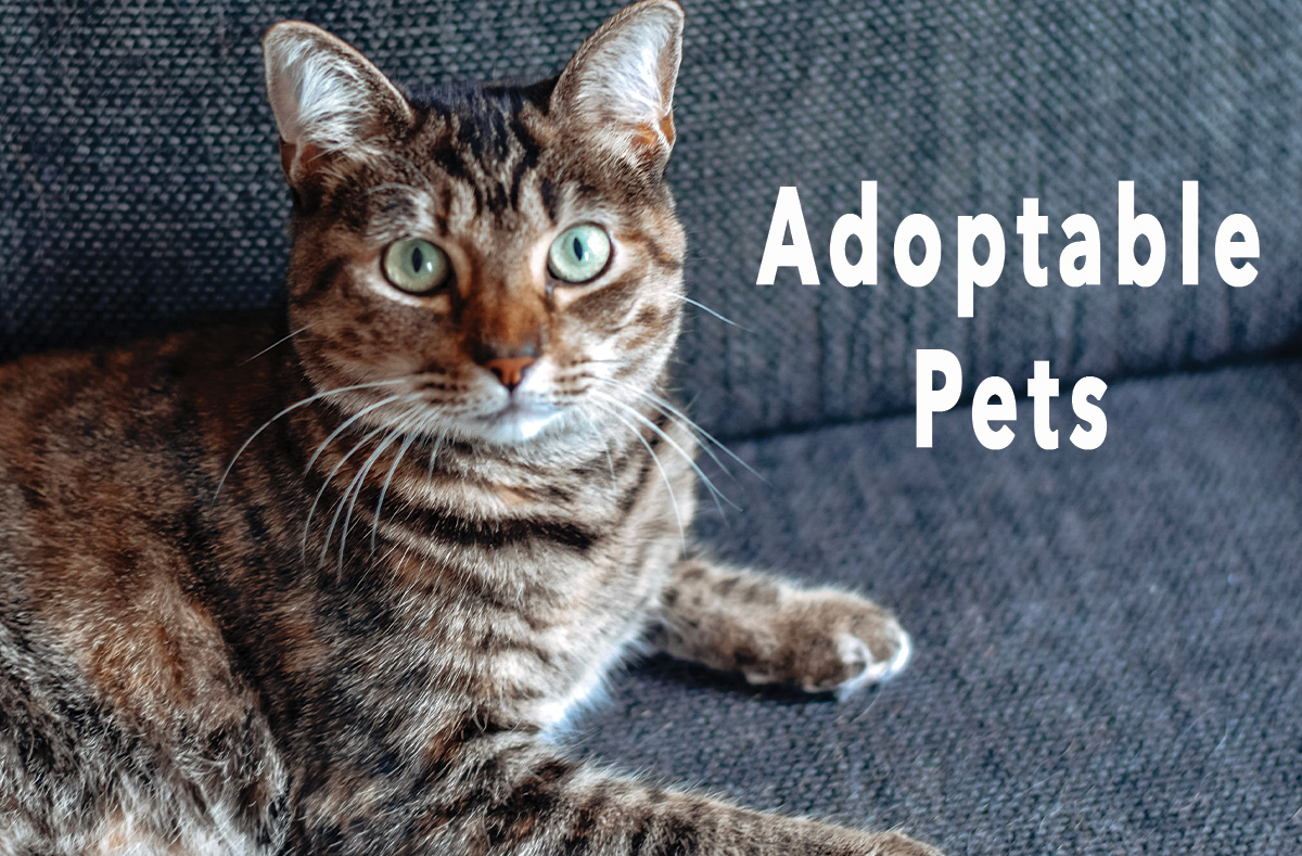 Choose and adopt pets by clicking here.