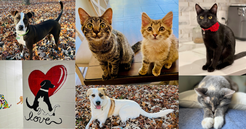 Animal Initiatives Collage