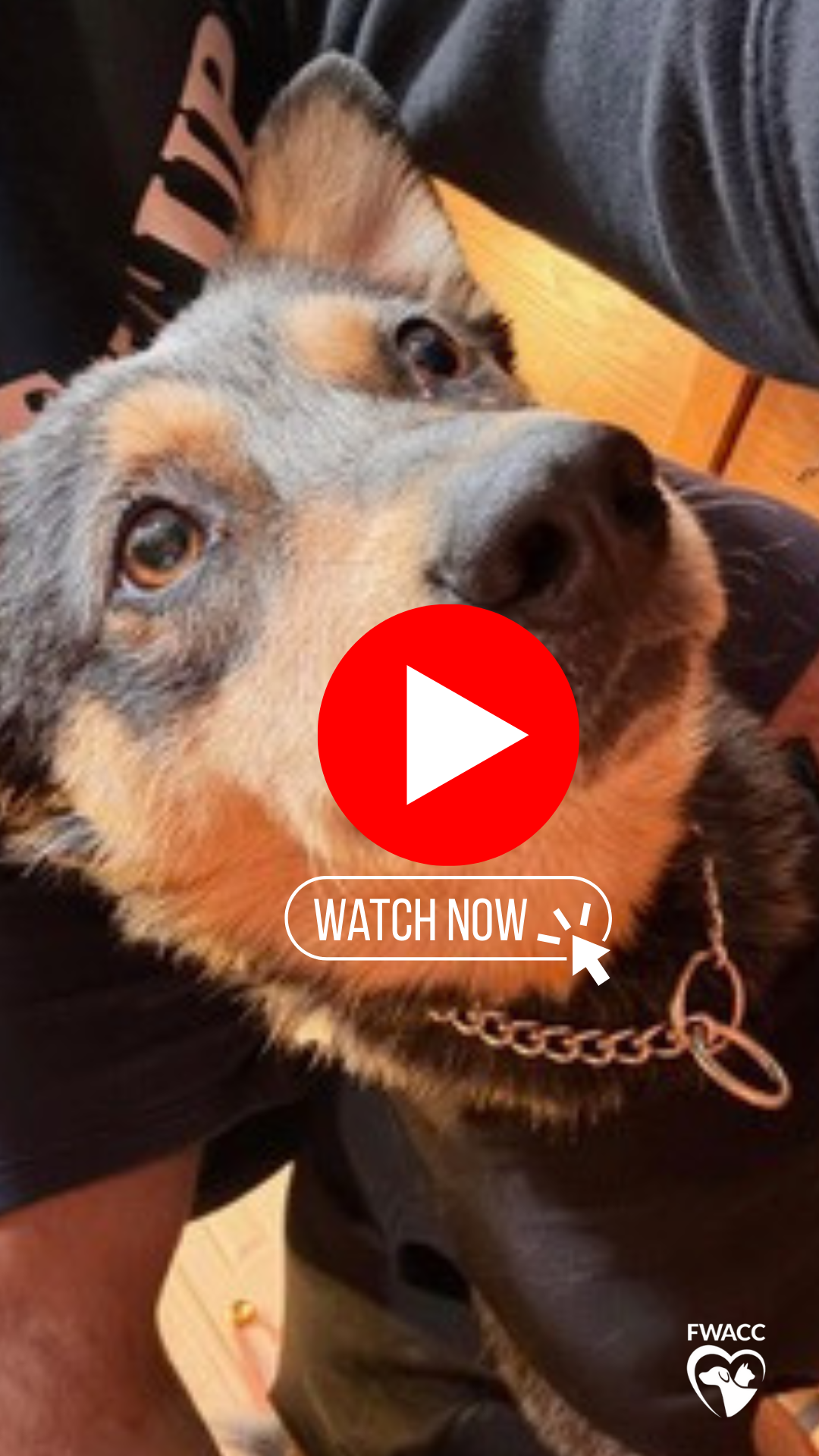 bear video preview.png