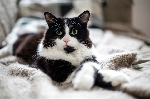 black-and-white-cat