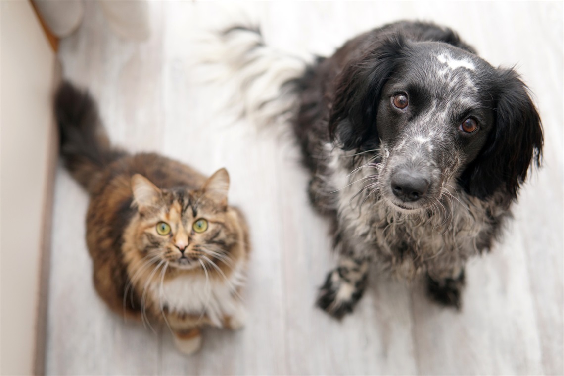 cat-and-dog-together