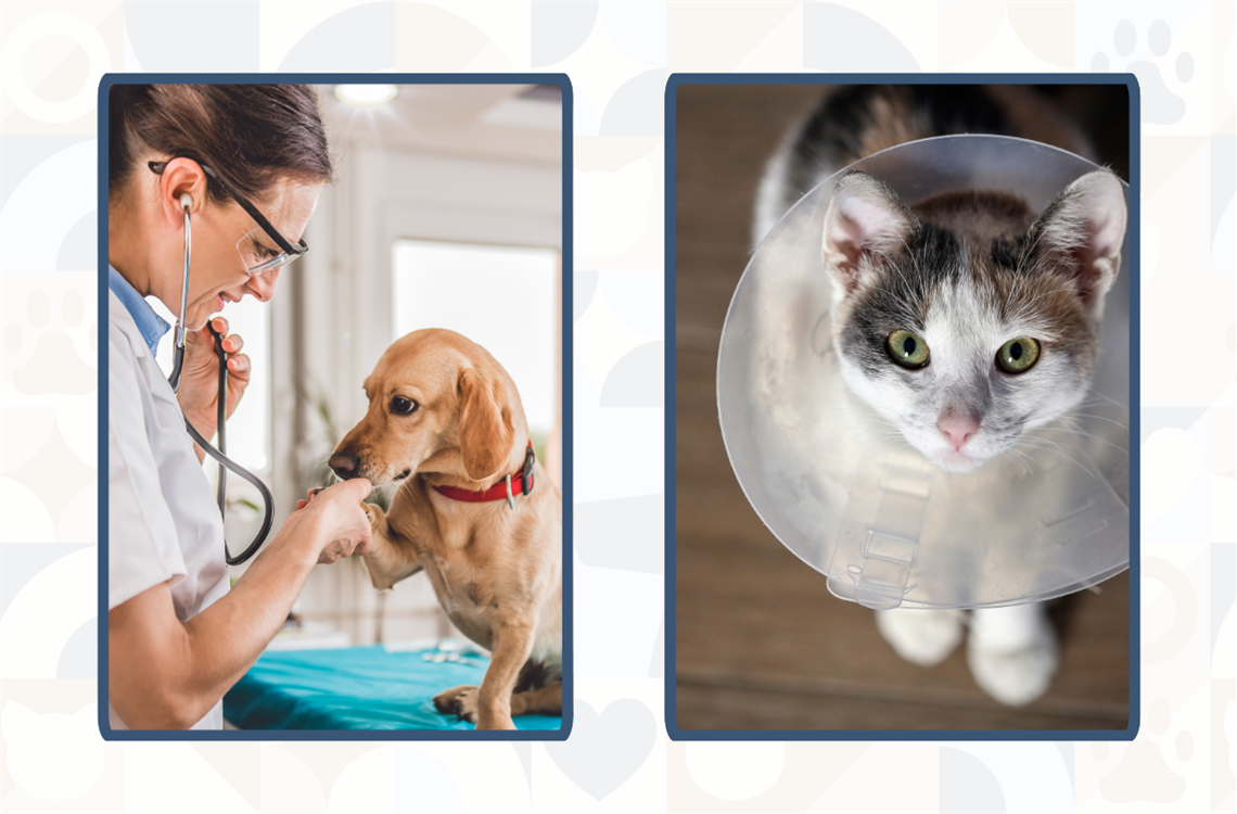 Chip & Snip vet recruit widget.png