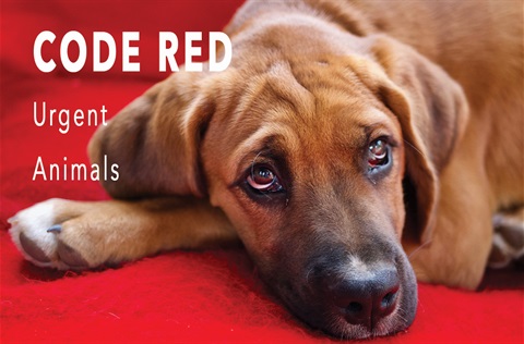 A dog laying down with a red back ground promoting Code Red Animals