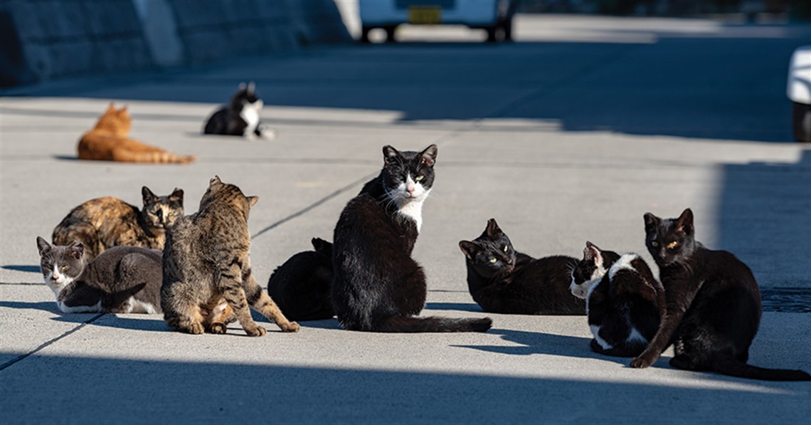 several stray cats in the street