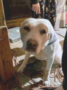Bonnie - dangerous dog.jpg