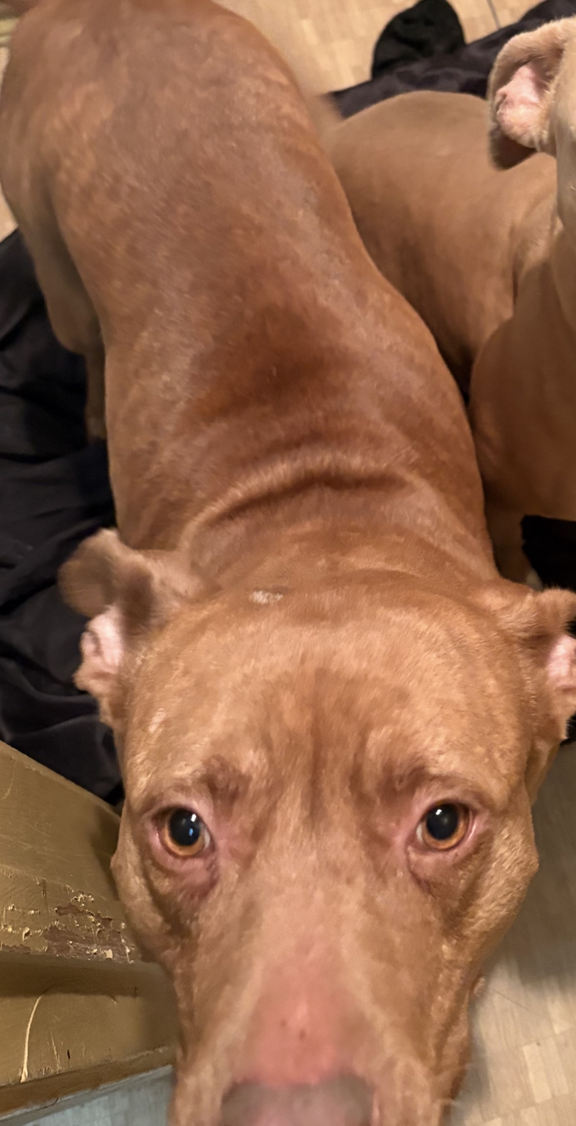 Coqueta dangerous dog.JPG