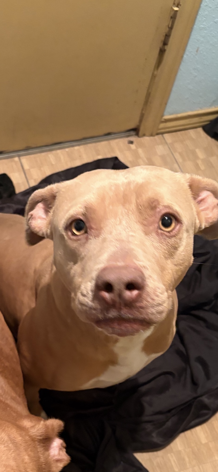 Lalo dangerous dog.jpeg