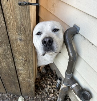 White pitbull.png