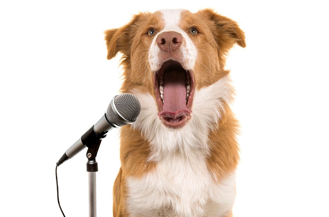 dog-talking-on-microphone