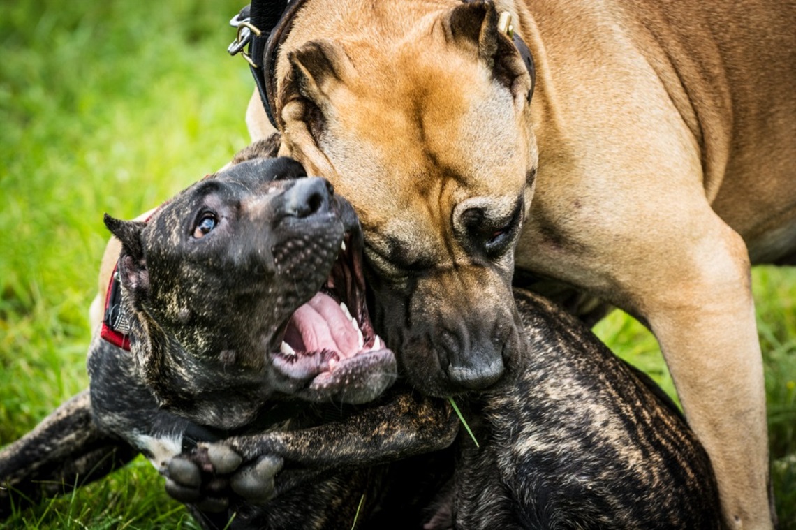 dogs-fighting