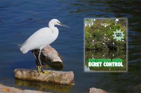egret season prep City News.png