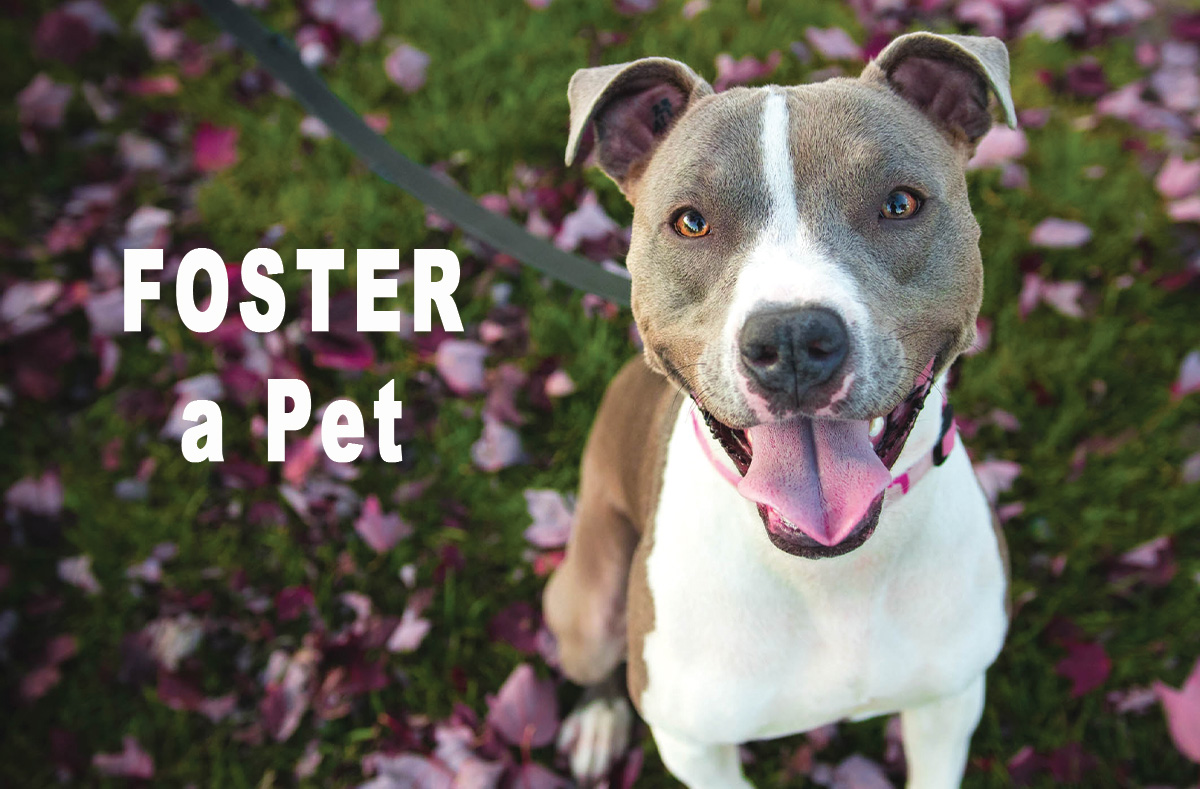 Share the love and foster a pet by clicking here.