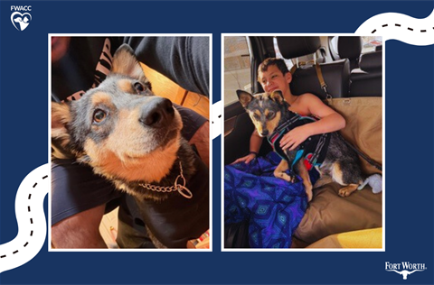 Homebound heeler City News.png