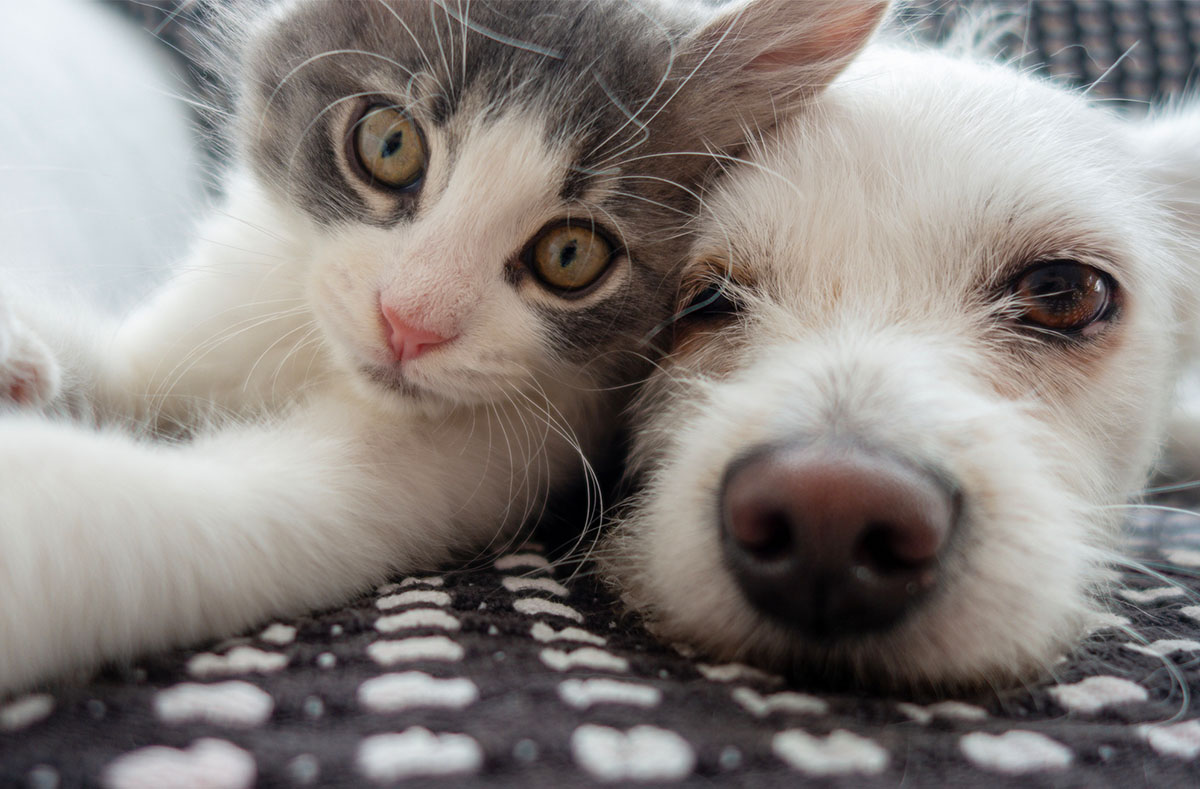 kitten-and-dog