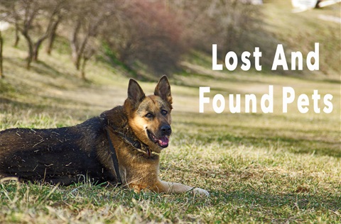 German Shepard in grassy field promoting lost and found pets