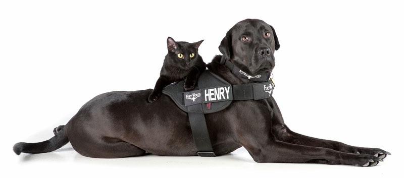 Dog and Cat