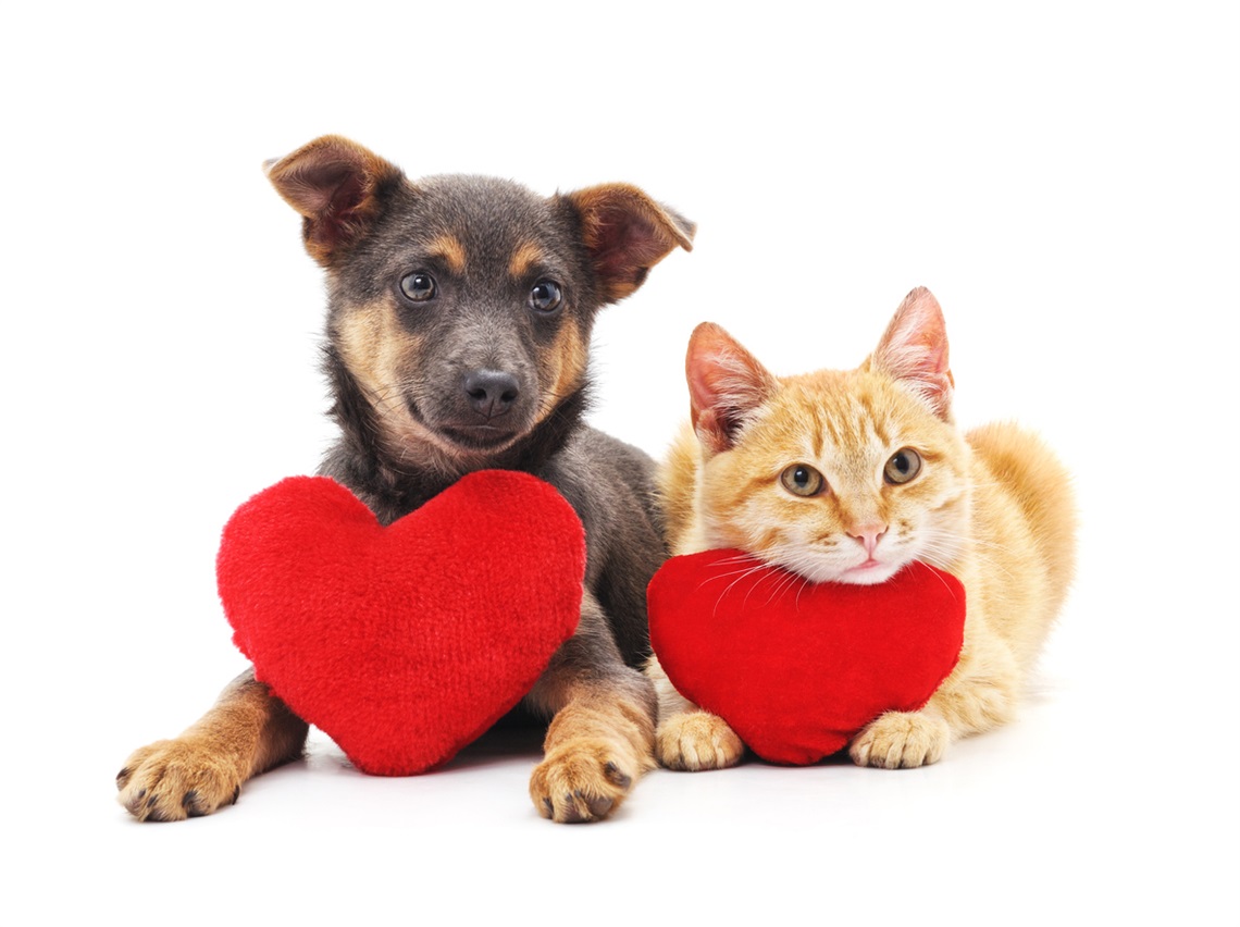 puppy-kitten-hearts