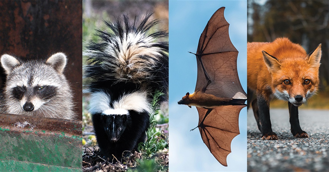 Racoon, skunk, bat, and fox most common animals with rabies