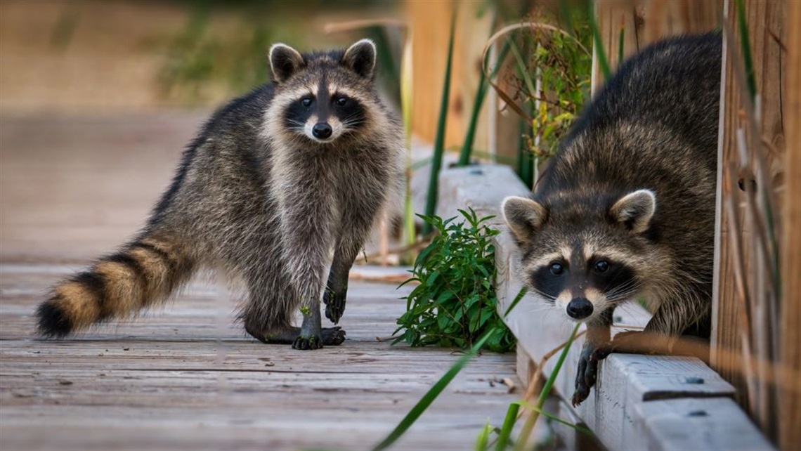 two-raccoons
