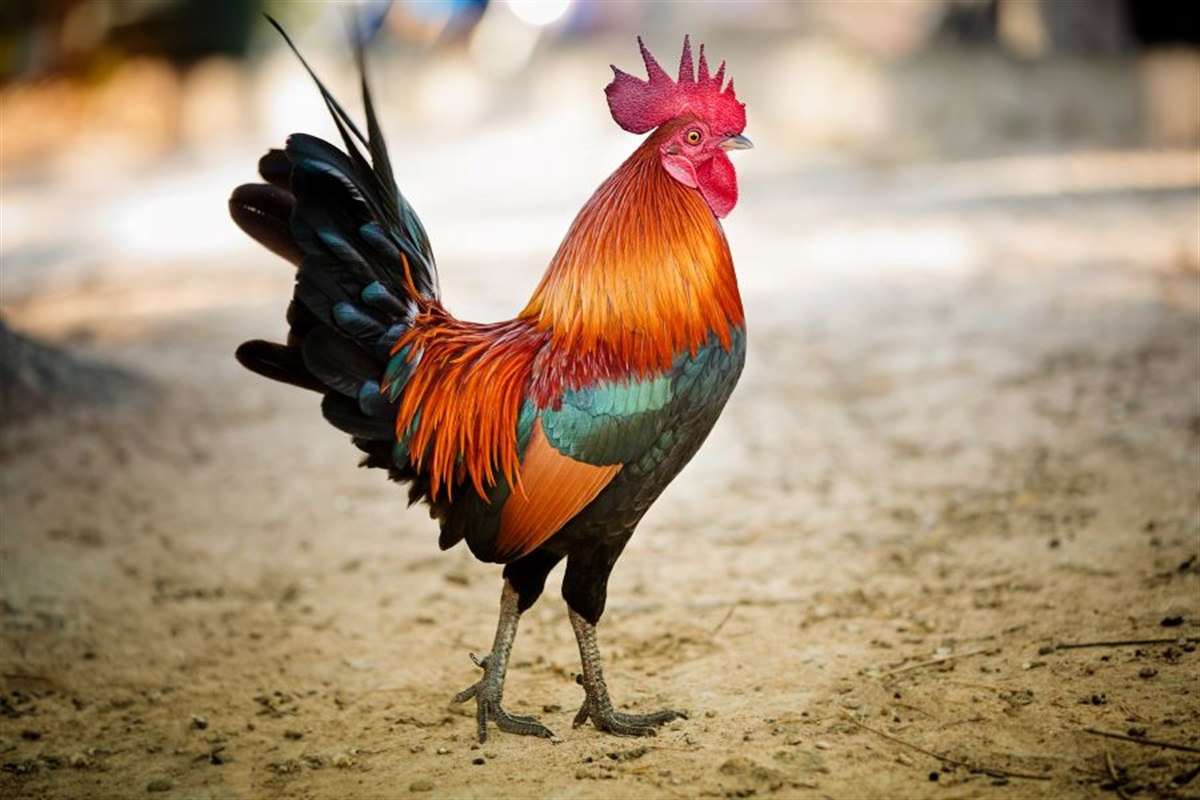 Rooster Rooster
