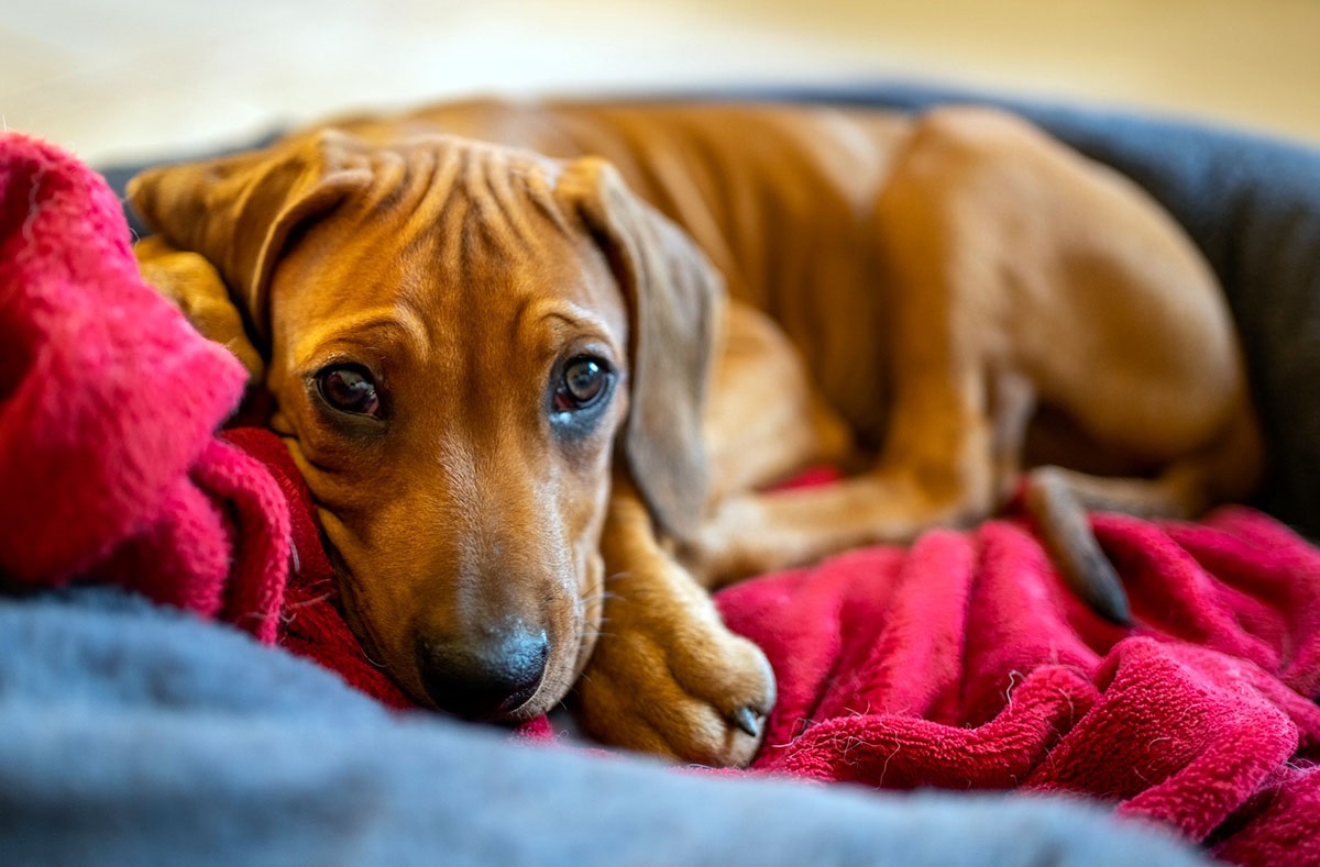 Fort Worth Animal Care and Control Shelter