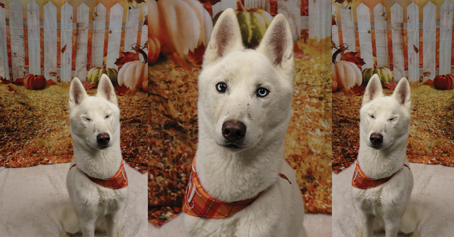 A white german shepard husky mix dog with a fall color back ground