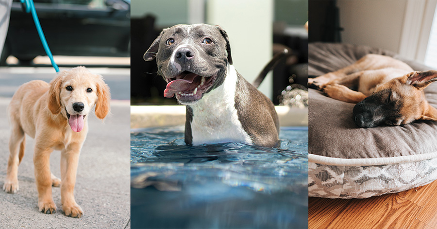 A puppy on a leash, a pit bull in a pool, and a puppy on a bed