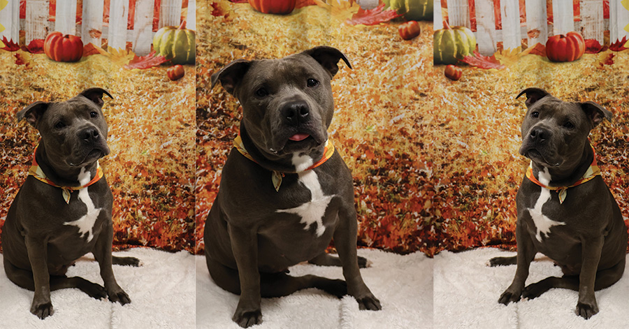 Grey and white pit bull sitting in three different poses with a fall back ground