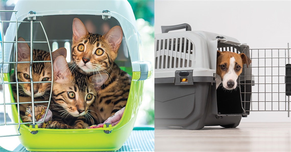 kittens in a carrier and a dog in a carrier