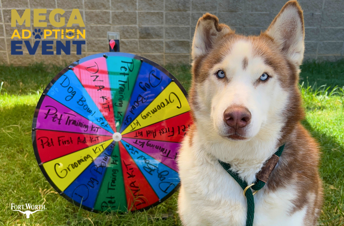 1,000 Pets Await at Fort Worth’s MEGA Adoption Event This Weekend ...