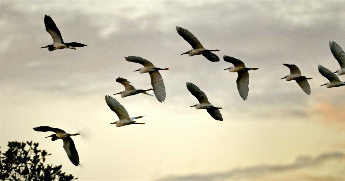migratory-birds.jpg