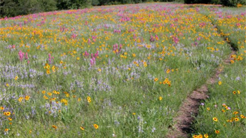 Tandy Hill Natural Area
