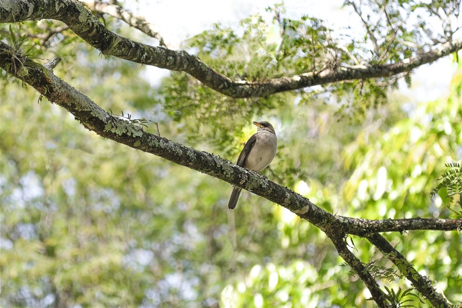 West Fort Worth bird on honeylocust tree