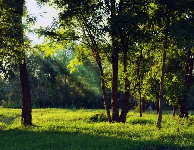 tree-removal-permit-image.jpg