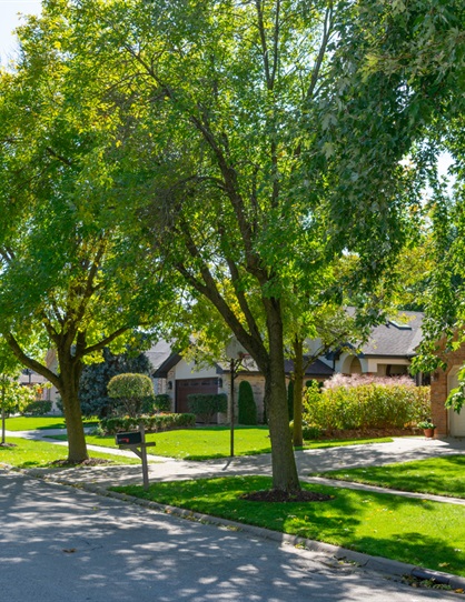 urbanforestry2.jpg