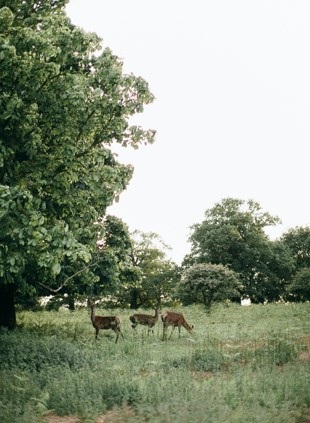 urbanforestry4.jpg