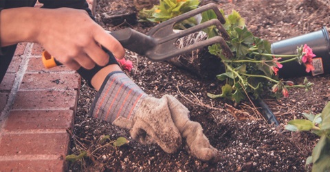 A woman gardens in the yard