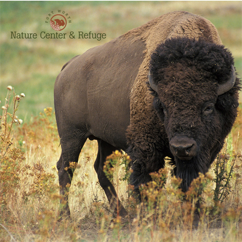 bison on prairie