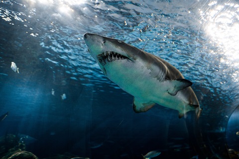 shark.jpg