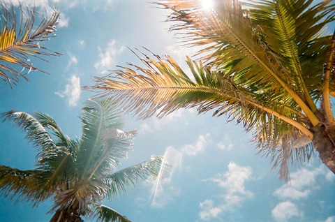 Palm trees frame the photo as a hot summer sun beats down on the viewer
