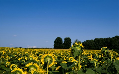 field of blooming sunflowers