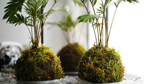 japanese kokedama plant
