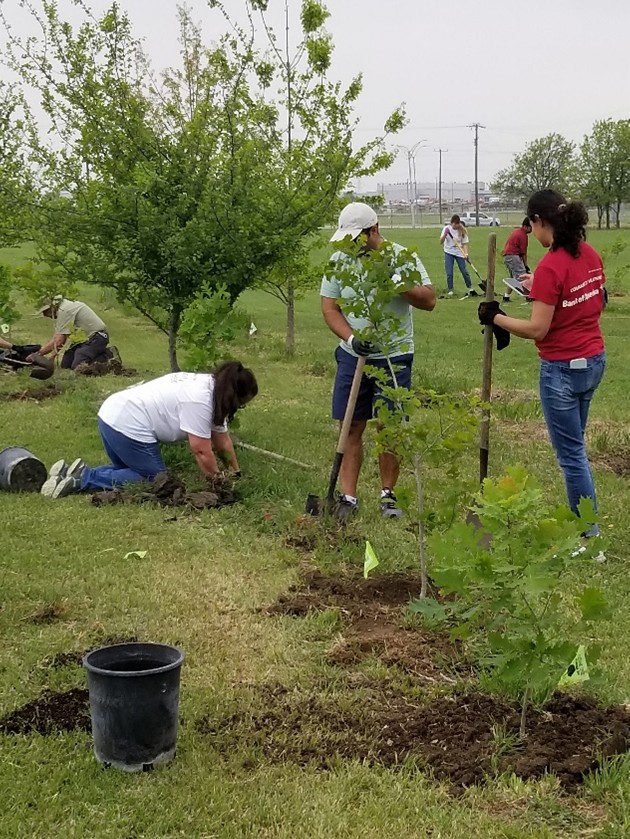 boa-volunteers-trees