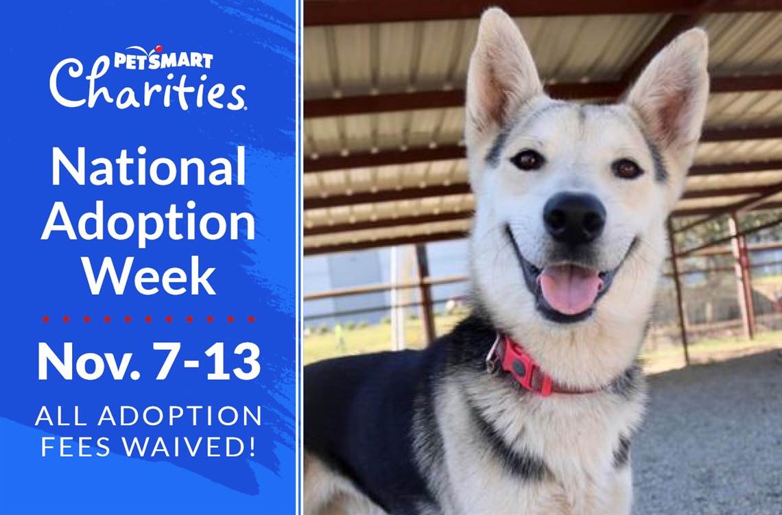 CITY NEWS code-acc adoption weekend.jpg