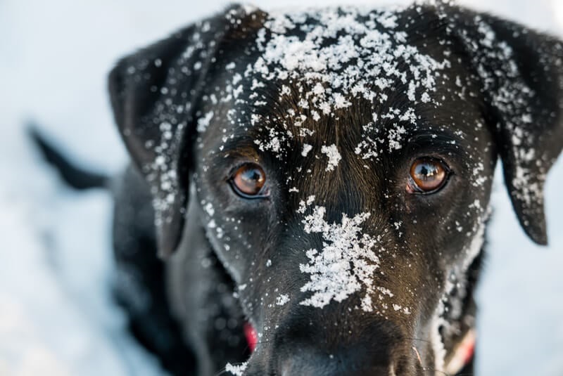 CITY NEWS code-winter tips for pets.jpg