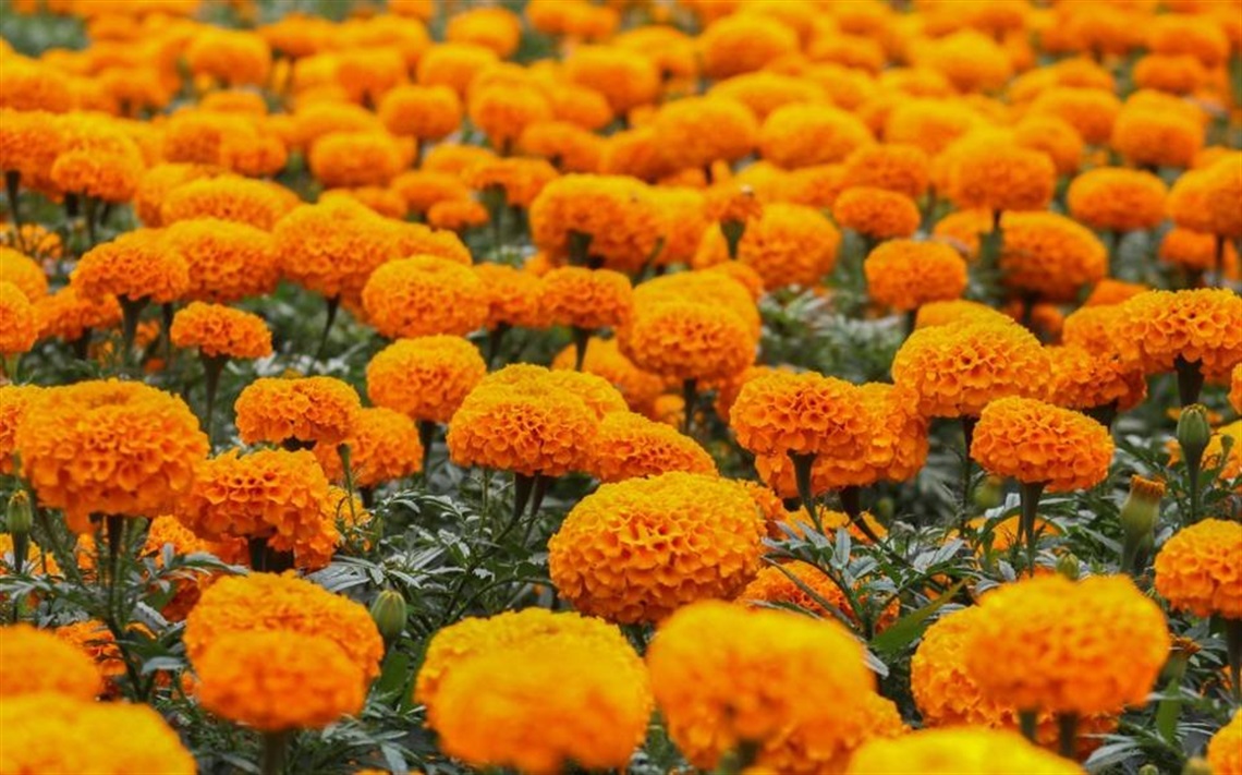 CITY NEWS fwbg-marigolds.jpg