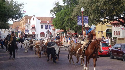 CITY NEWS tpw-stockyards pedestrian safety.jpg