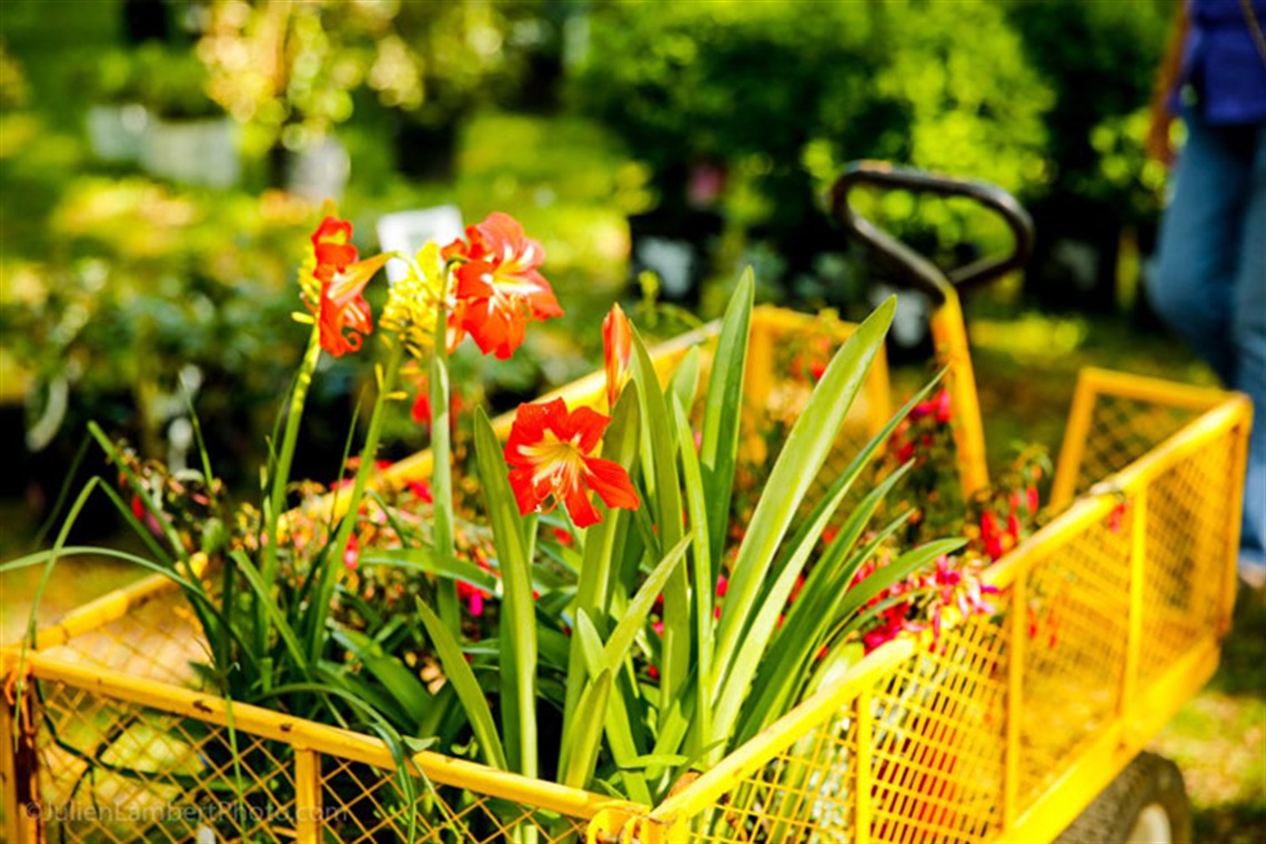 flowers a trolley