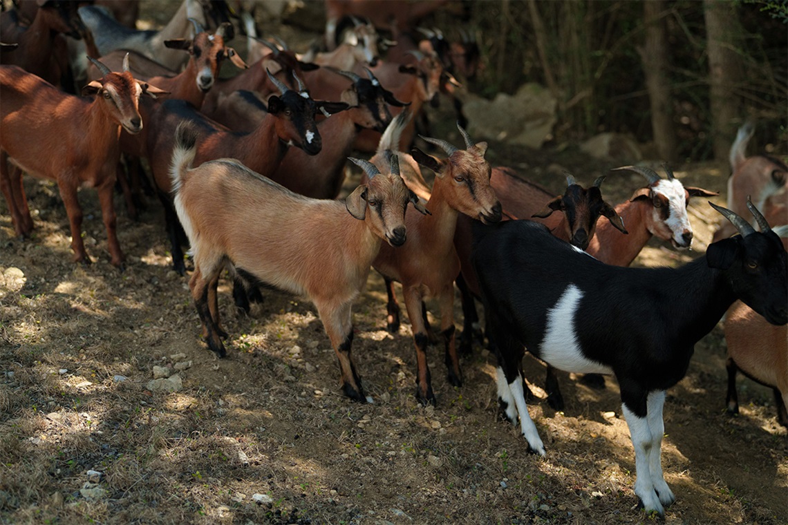A herd of goats in a Fort Worth green space
