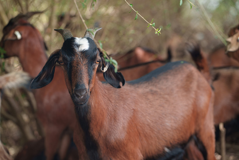 Photo of a brown goat